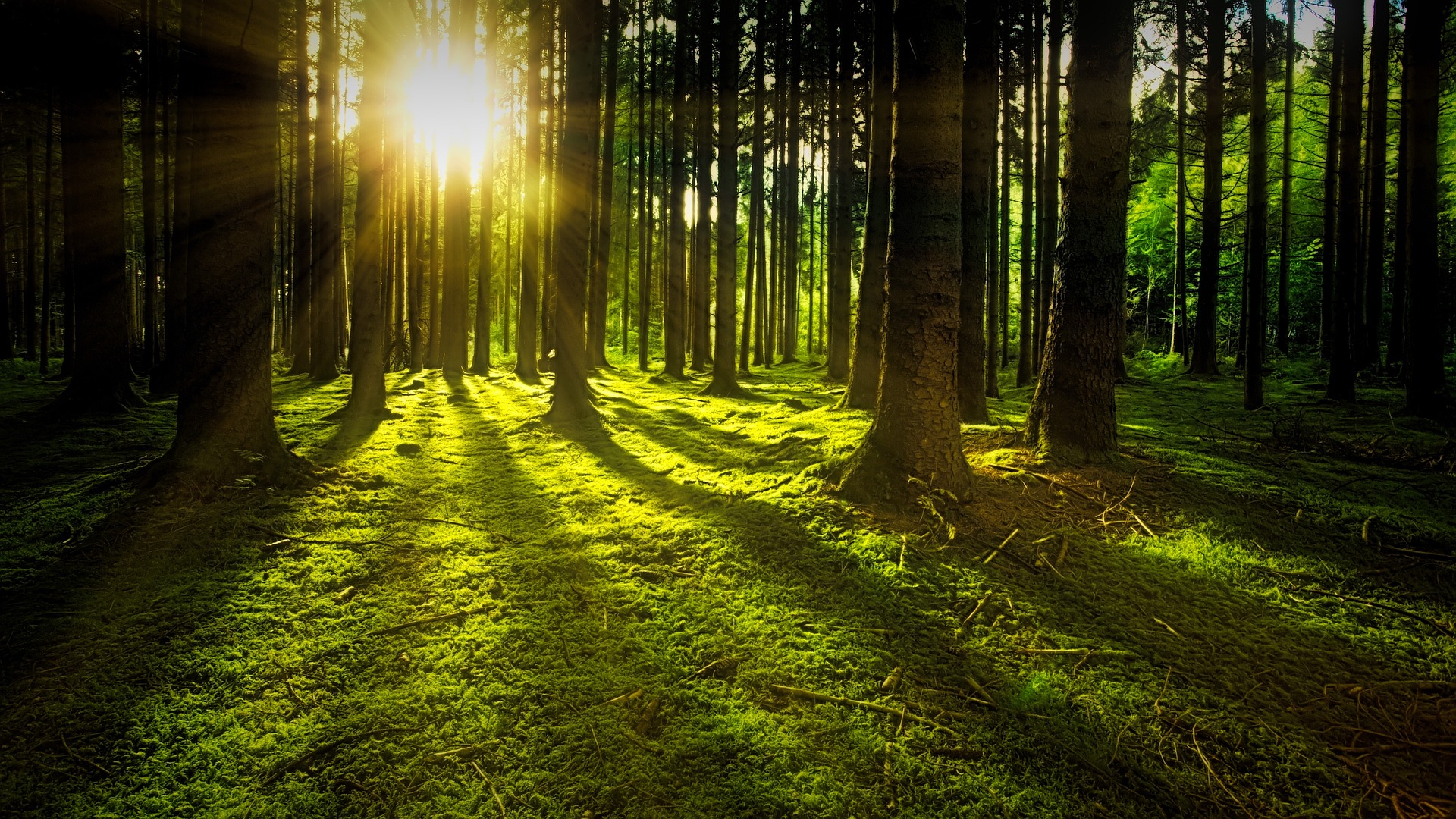 Kuva vihreän sammalaisesta metsästä, jossa puiden runkojen välistä paistaa aurinko