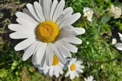 Epävarmoina aikoina tarvitaan yhteisöllisyyttä