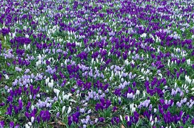 Tekoälyllä ei ole ruumista