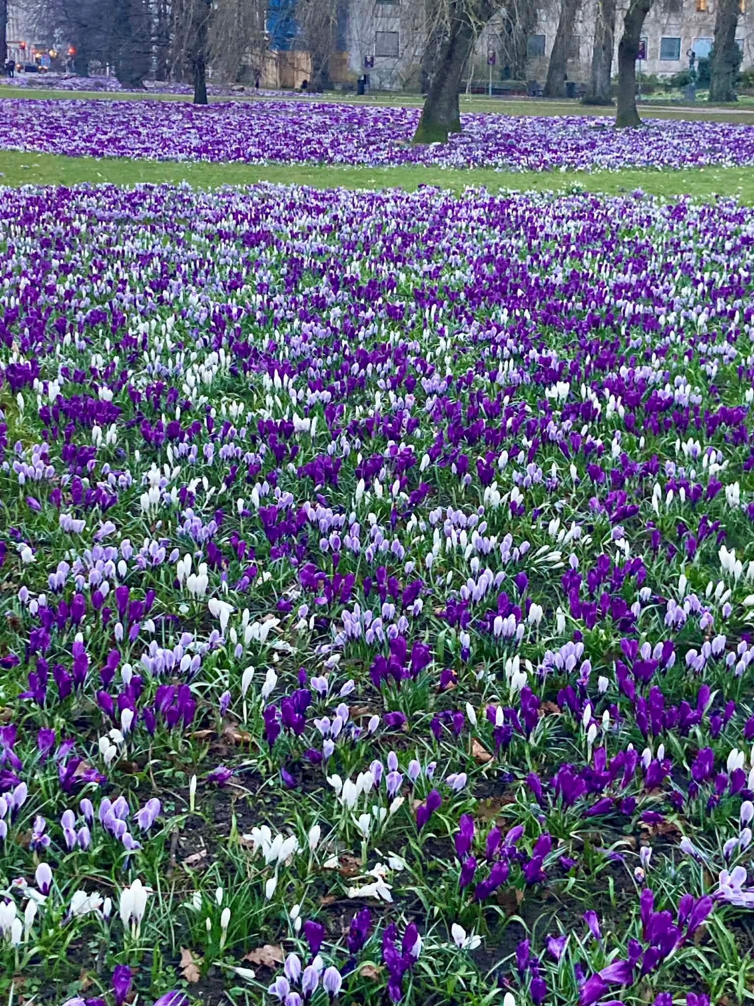 Kuva puistosta jossa kukkii valtava määrä liloja ja valkoisia krookuksia